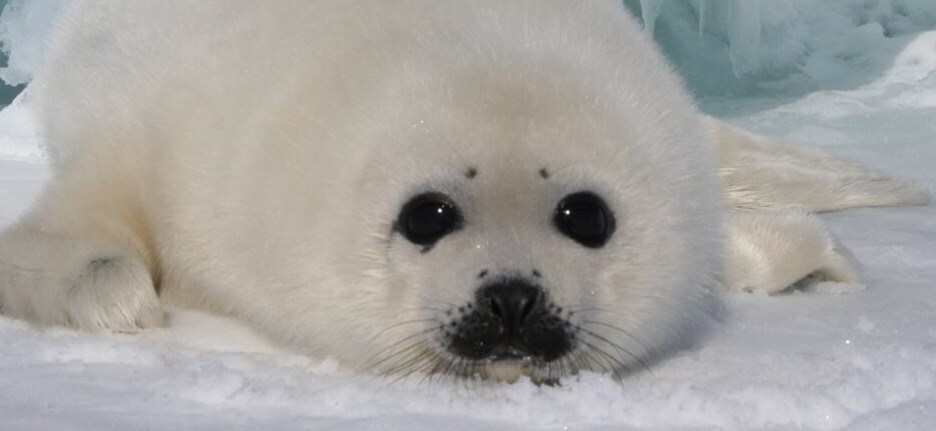 Save The Seals 2022